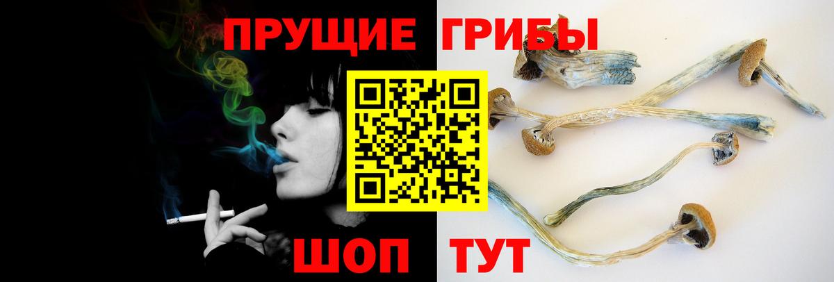 Псилоцибиновые грибы Psilocybine cubensis  Вход с VPN  Отрадное 